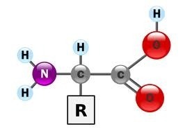 Amino Acids